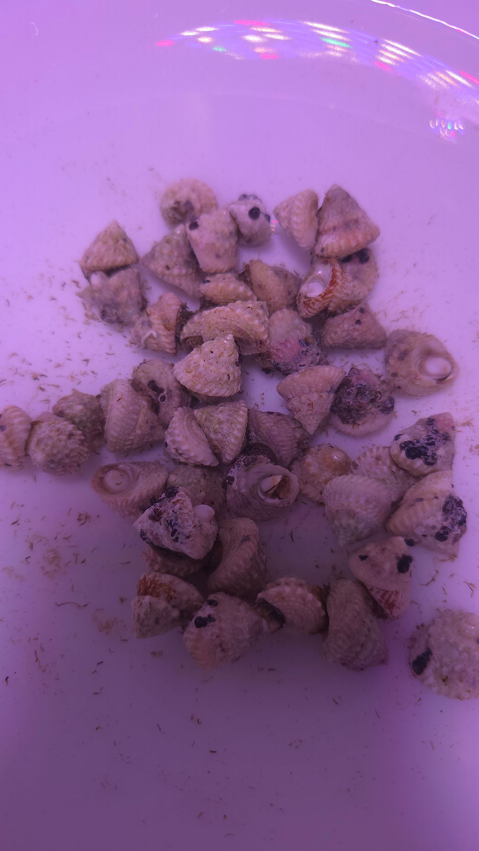 Thumbnail: Astrea Snail