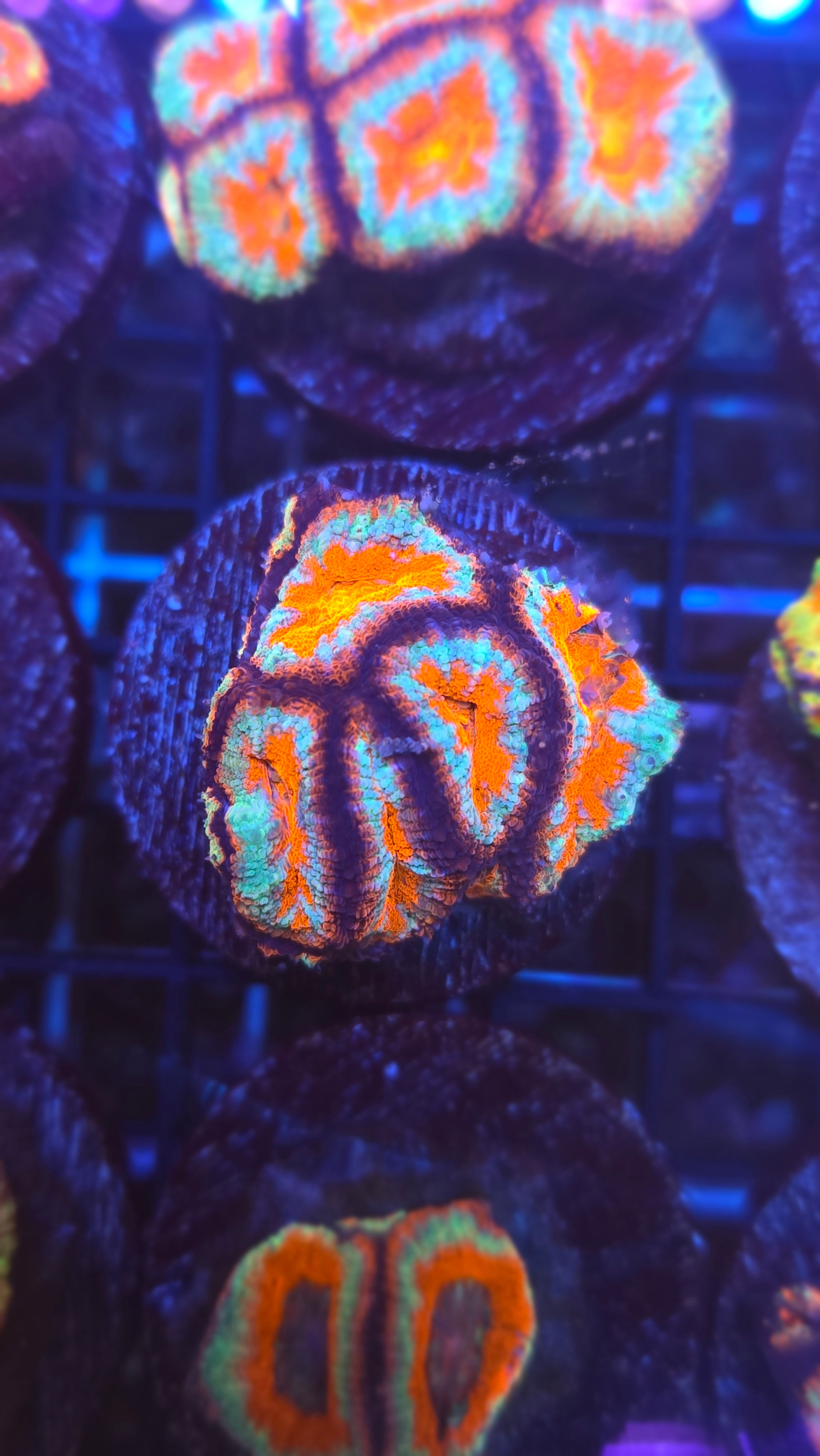 Acan 37 wysiwyg - WYSIWYG