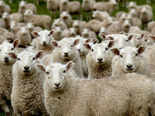 Last Day for FERC Comments Sheeple!
