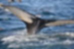 the tail of a humpback whale gently lowering into the sea