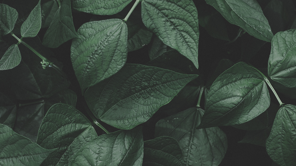 Untitled design (30).png