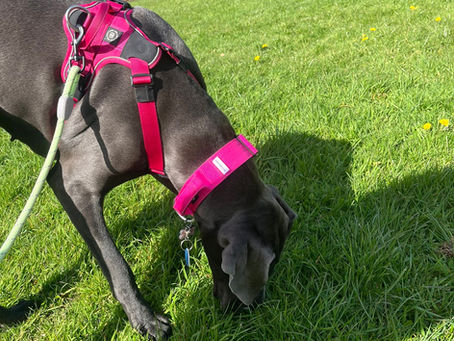 The Importance of Letting Your Dog Sniff!