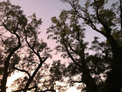 Advice and "Shoulds"