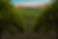 a-walk-in-the-vineyards.jpg