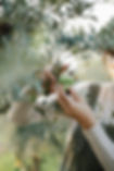 aroma di olio