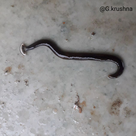 Hammer headed worm, the predator of earthworm