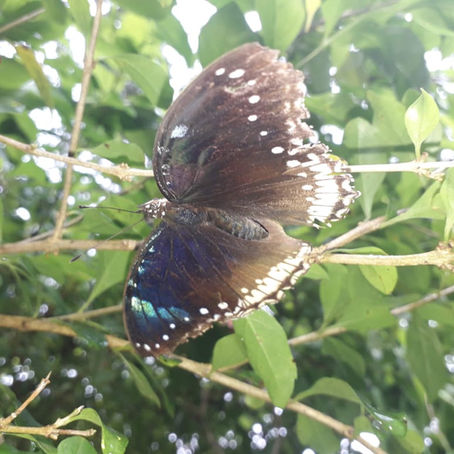 Butterfly Behaviour