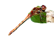 dragonfly-insect-resting-posture_edited.