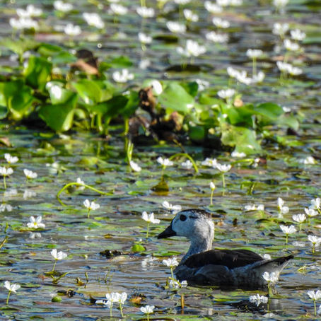 World Wetland Day 2021