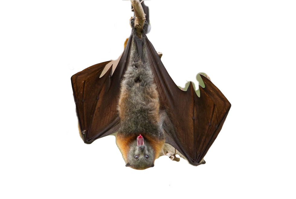 ree