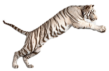 18-181105_jumping-white-tiger-white-tige
