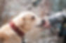 dog-1861839_1920.jpg