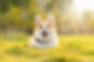 dog-gf8ad09ac4_1920.jpg