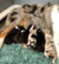 IMG_1010.jpeg
