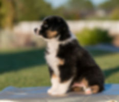 colt sit 7 weeks.jpeg