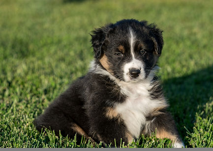 Colt 7 weeks sit.jpeg