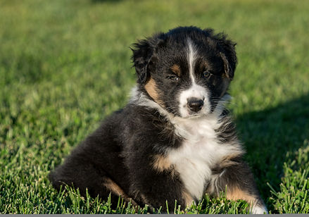 Colt 7 weeks sit.jpeg