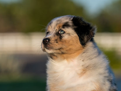Beretta head 7 weeks.jpeg