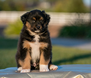 sig sit 7 weeks.jpeg