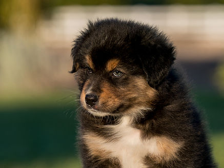 Ruger head 7 weeks.jpeg