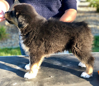 Ruger 6 weeks.jpeg