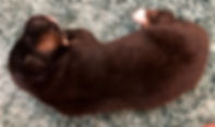 IMG_1013.jpeg