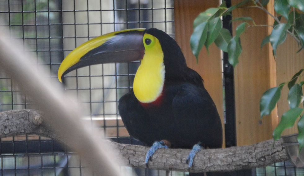 Chestnut-Mandibled/Swainson's Toucan