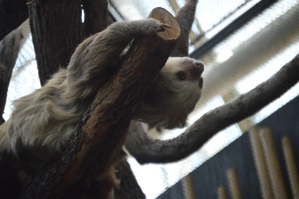 Hoffmann's Two-Toed Sloth