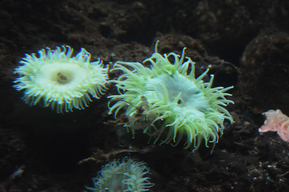 Giant Green Anemone