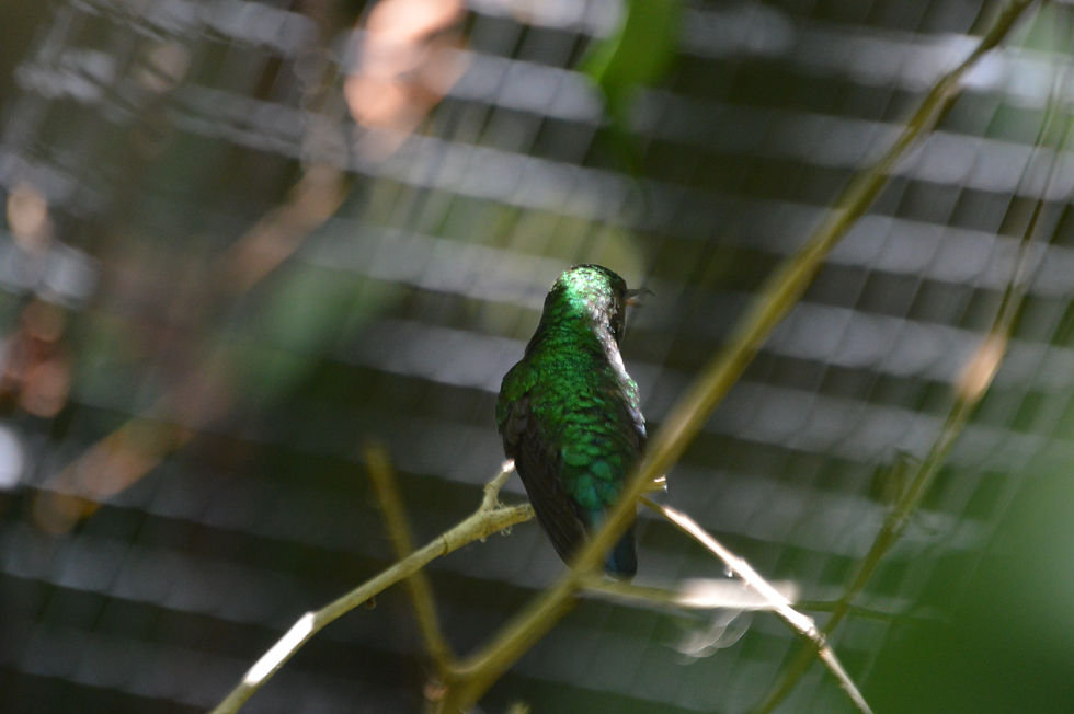 Blue-Chinned Sapphire