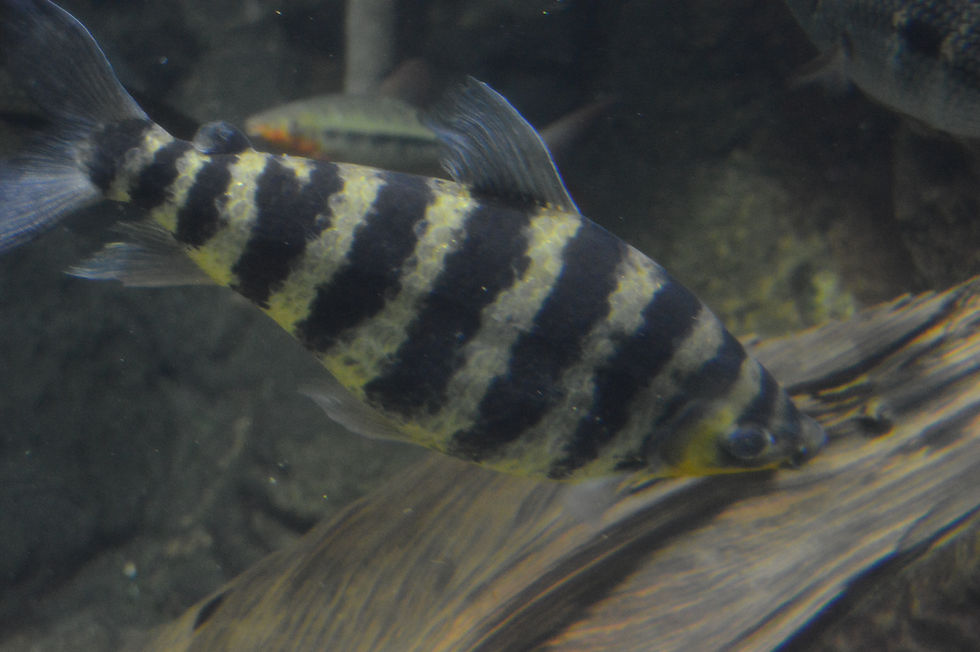 Banded Leporinus