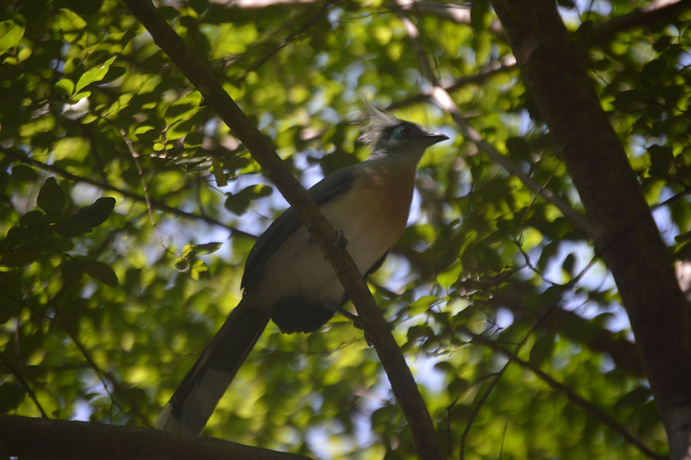 Crested Coua