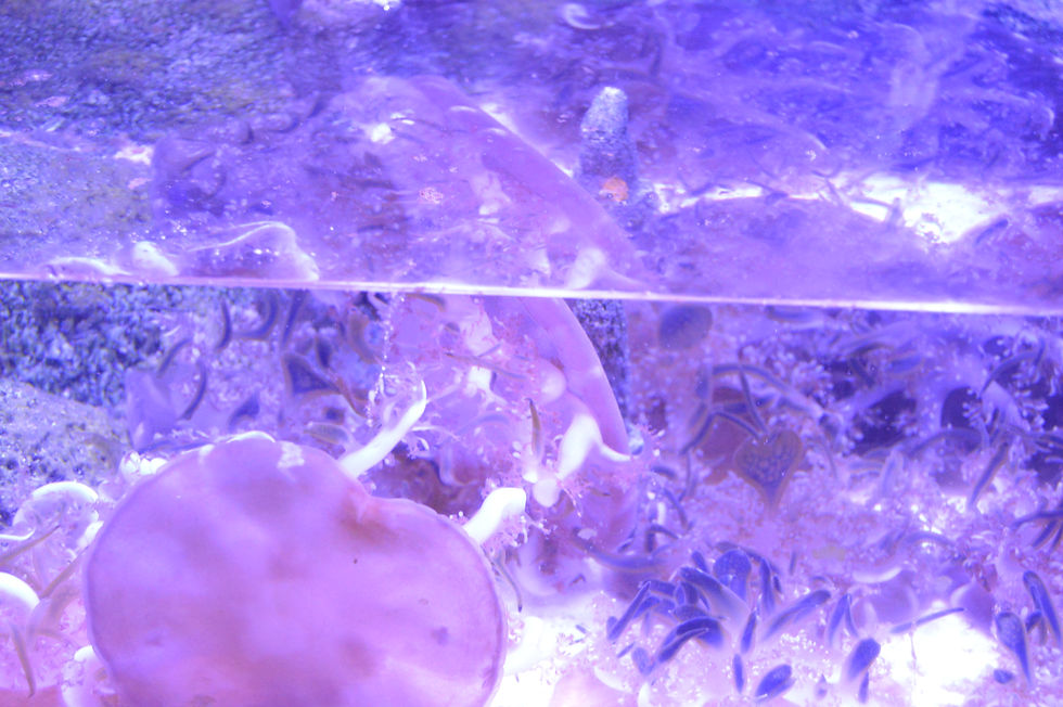 Upside-Down Jellyfish