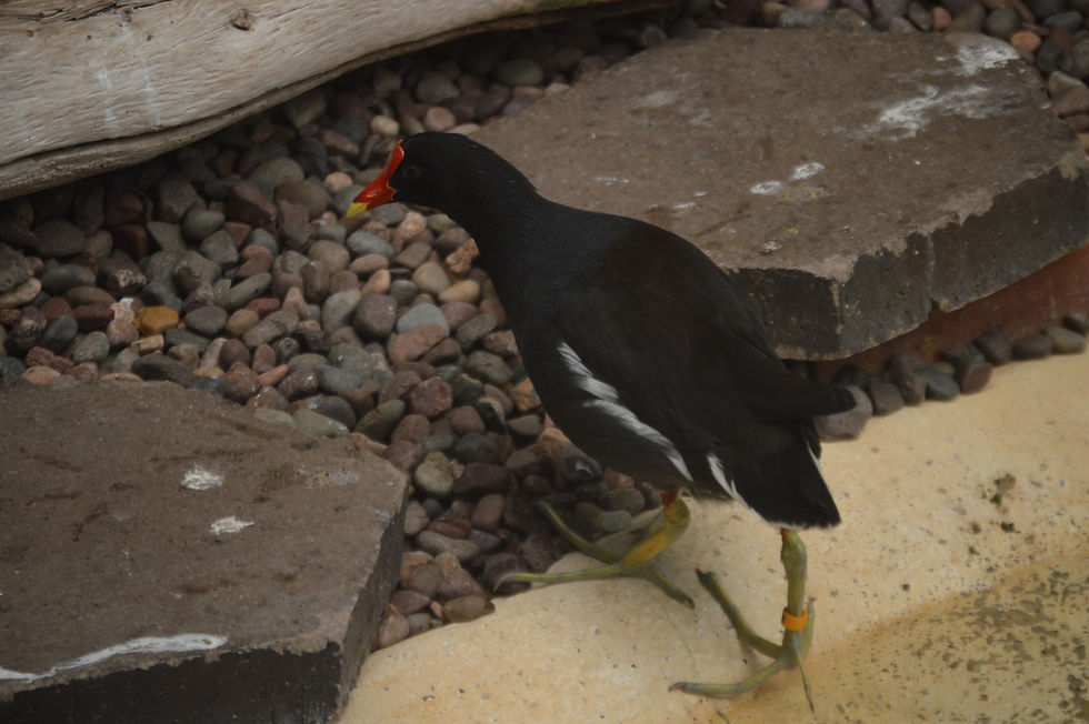 Common Moorhen