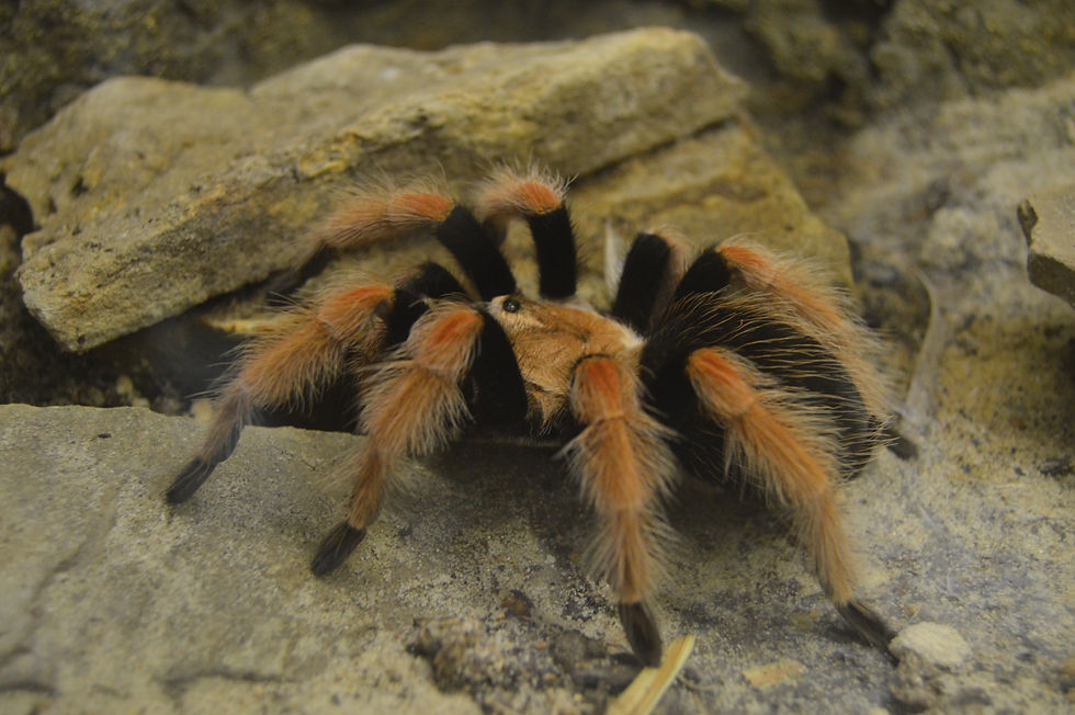 Mexican Fireleg Tarantula