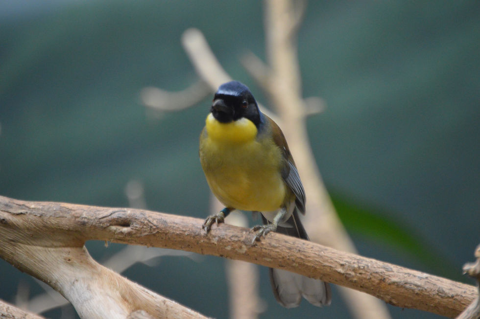 Blue-Crowned Laughingthrush