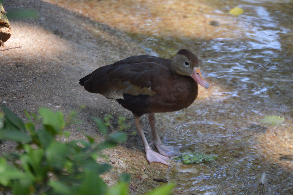 Black-Bellied Whistling Duck