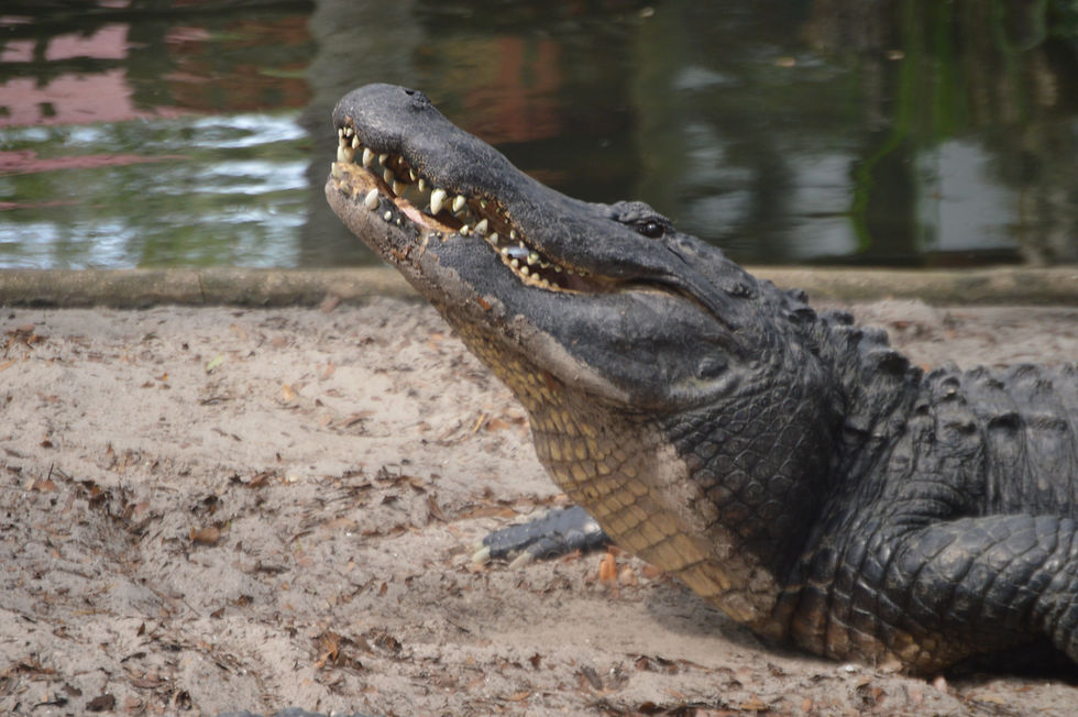 American Alligator