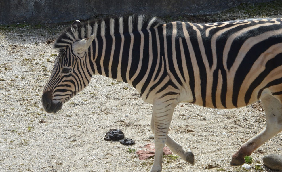Burchell's/Damara Zebra