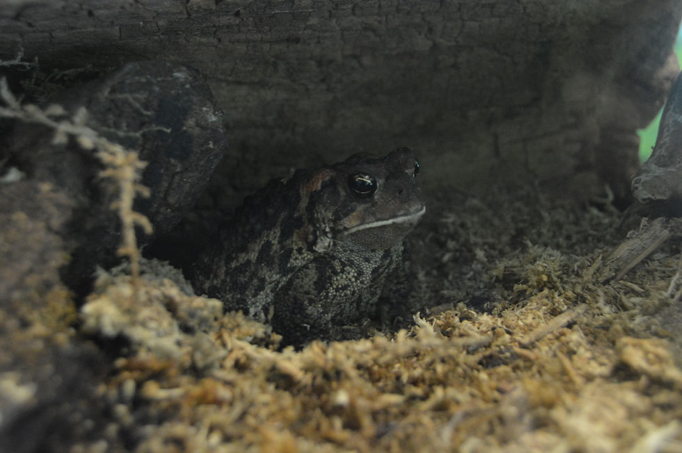 American Toad