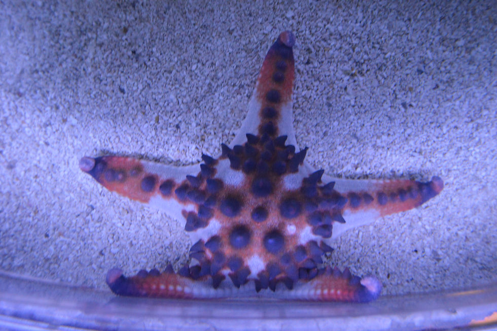 Chocolate Chip/Horned Sea Star
