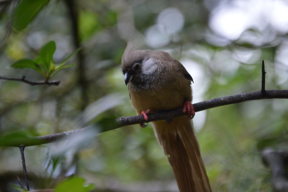 Speckled Mousebird