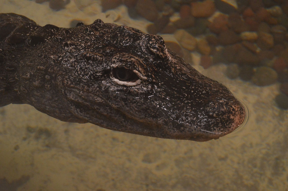 Chinese Alligator