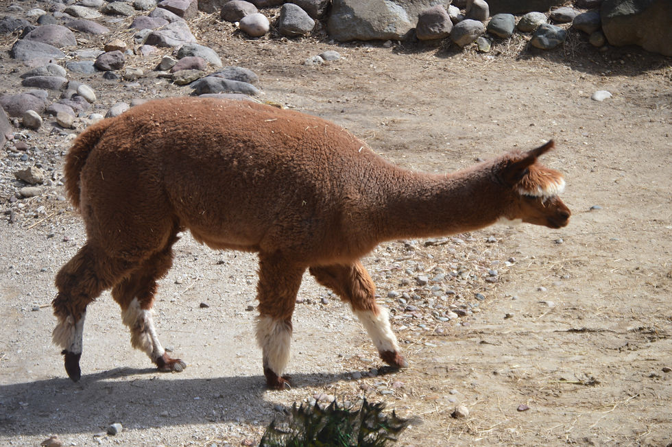 Alpaca