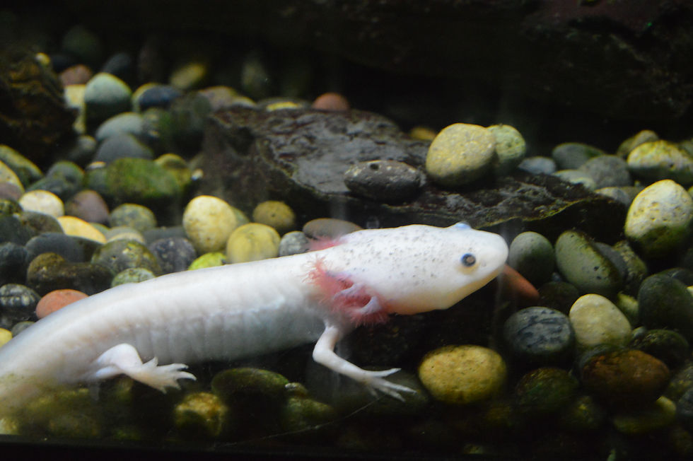 Axolotl/Mexican Salamander