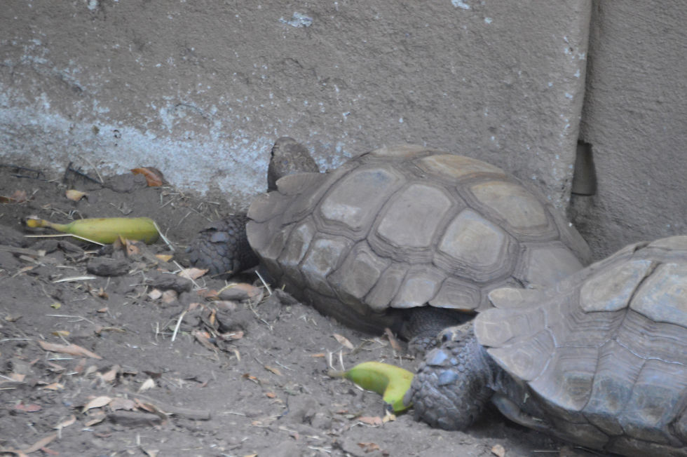 Asian Brown Tortoise