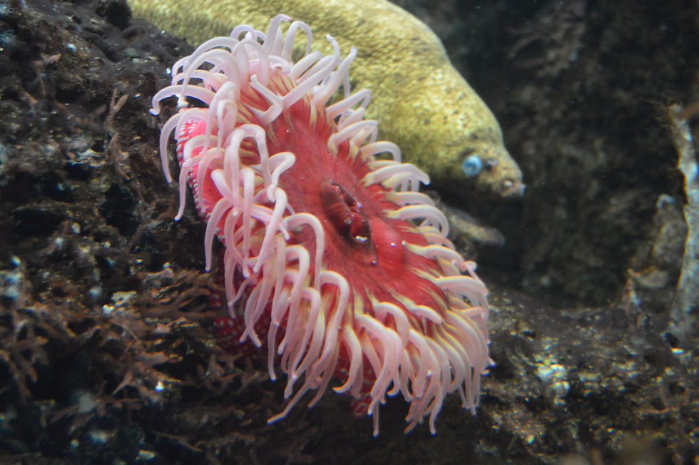 Strawberry Anemone