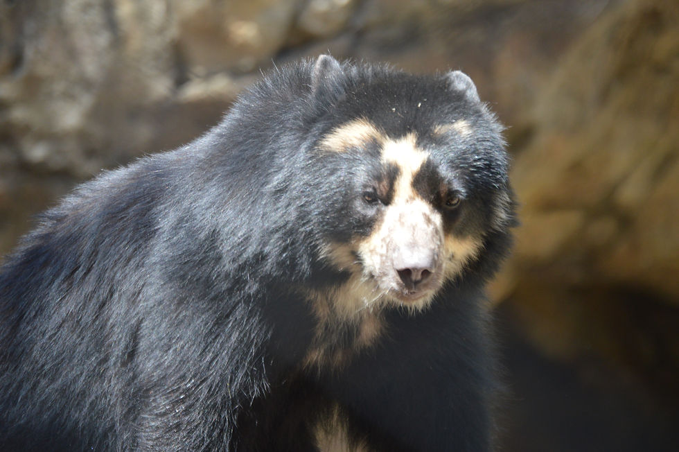 Andean/Spectacled Bear