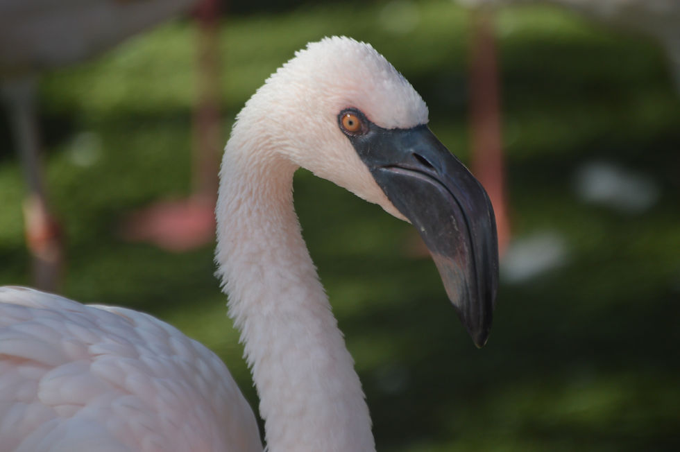 Lesser Flamingo