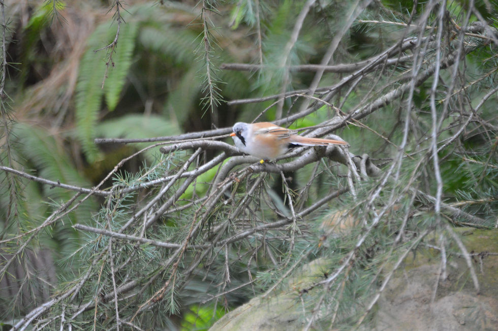 Bearded Tit
